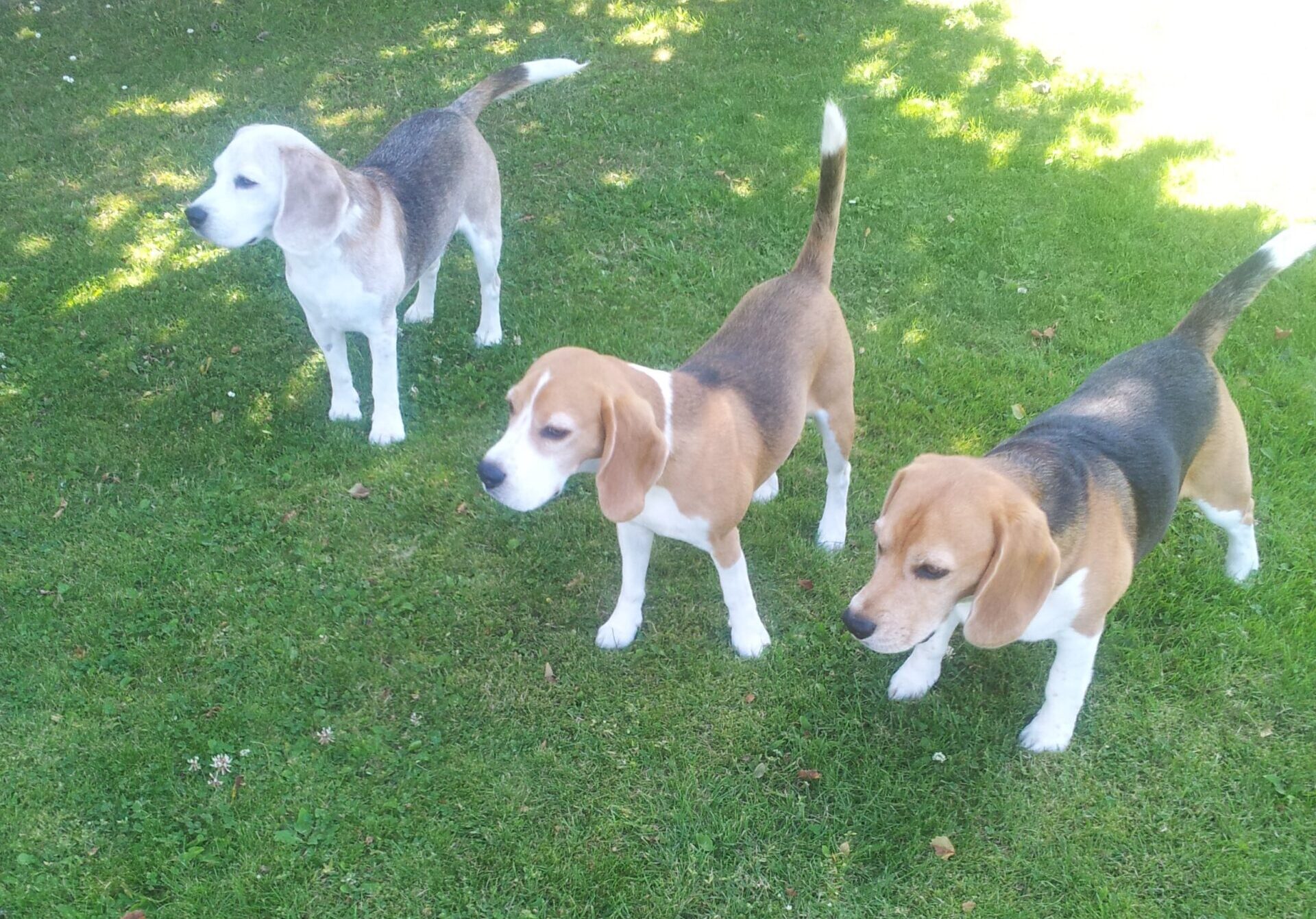 Beaglepack.dk